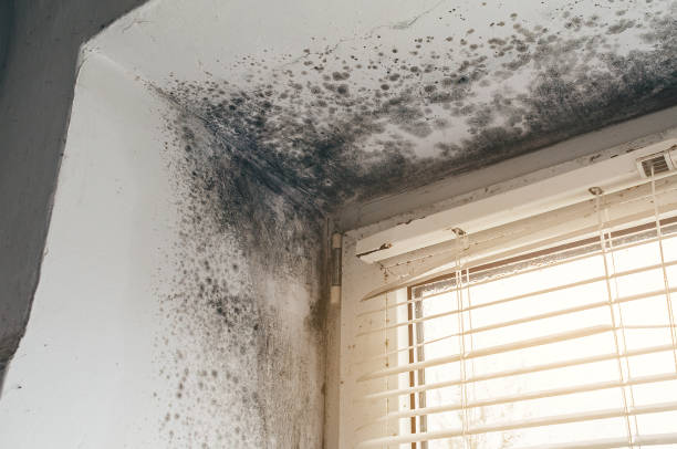 Mold Removal service in Fords